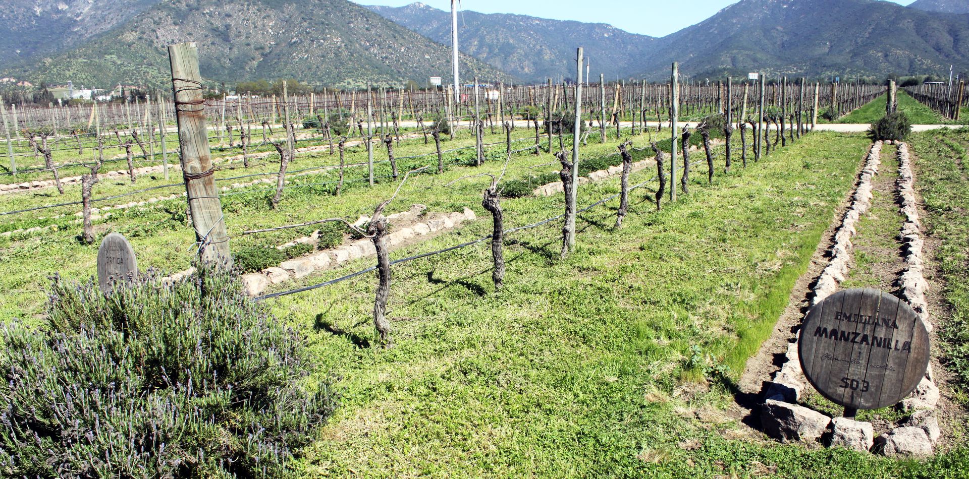 vinicola-emiliana-valle-de-casa-blanca-chile-05